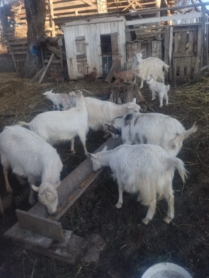 capre de vânzare  - imagine 2