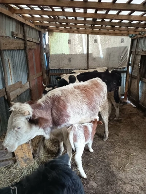 vand vaci cu vitei langa ele - imagine 5