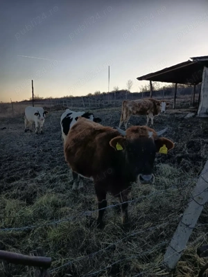 vand vaci cu vitei langa ele - imagine 3