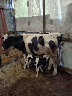 vand vaci cu vitei langa ele - imagine 4