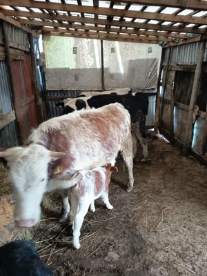 vand vaci cu vitei langa ele - imagine 2