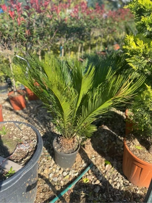 plante de exterior  - imagine 4