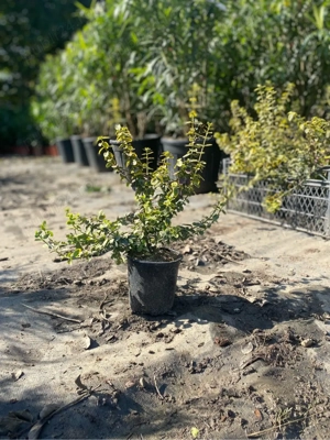 plante de exterior  - imagine 2