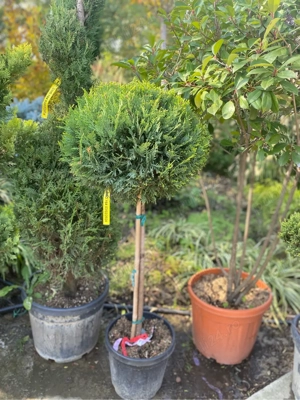 plante de exterior  - imagine 3