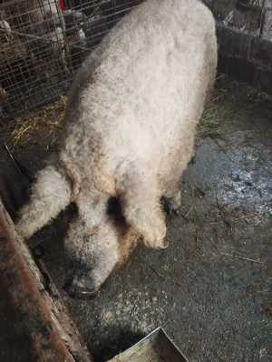 Vand purcei mangalita pur detin ambi parinti - imagine 2