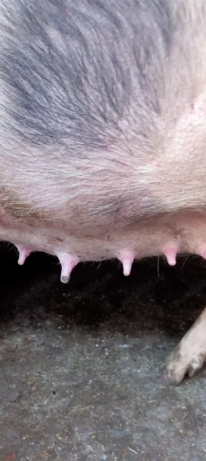 vand croafe gestante  - imagine 2