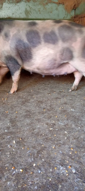 vand croafe gestante  - imagine 3