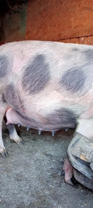 vand croafe gestante  - imagine 5