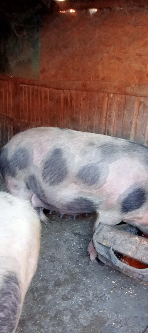 vand croafe gestante  - imagine 4