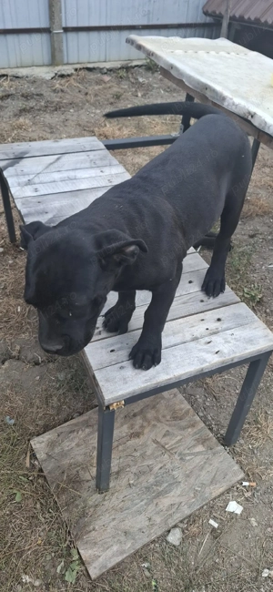 cane corso - imagine 2