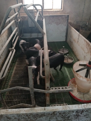 Vand purcei bazna cu origine - imagine 3