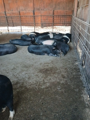 Vand purcei bazna cu origine - imagine 4