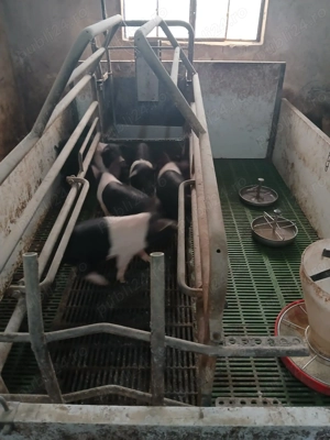 Vand purcei bazna cu origine - imagine 5