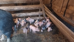 Scroafa de vanzare cu 12 purcei  - imagine 3