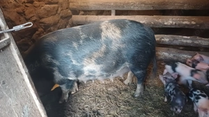Scroafa de vanzare cu 12 purcei  - imagine 2