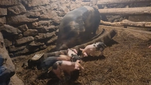 Scroafa de vanzare cu 12 purcei 