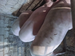 Porci rasa Landrace cu Marele Alb  - imagine 4