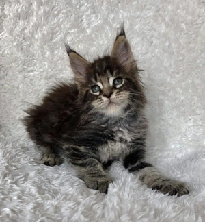 Maine Coon brown - imagine 2
