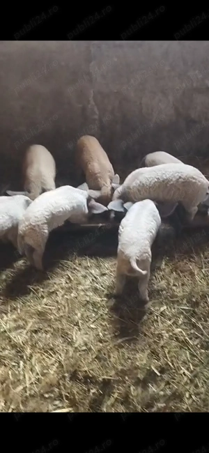 Vand purcei mangalita pur detin ambi parinti - imagine 4