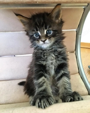 Maine Coon brown - imagine 3