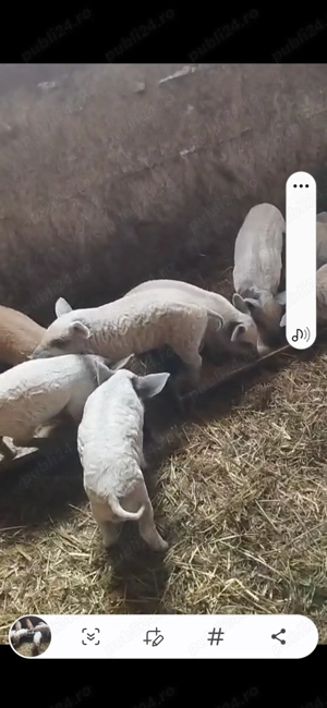 Vand purcei mangalita pur detin ambi parinti - imagine 3