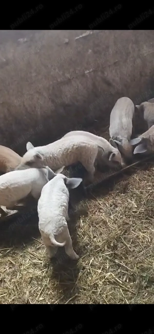 Vand purcei mangalita pur detin ambi parinti - imagine 5