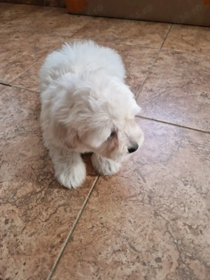 Băiețel Bichon maltez  - imagine 3