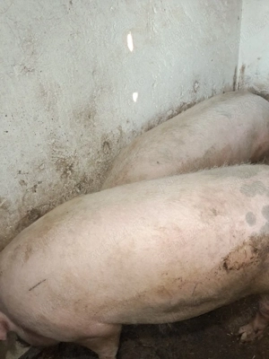 Porci de vânzare 