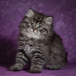 Siberiana de Padure  - imagine 2