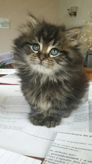 Siberiana de Padure  - imagine 3