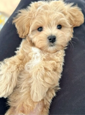 Pui Maltipoo Toy Poodle mini - imagine 2