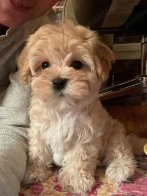 Pui Maltipoo Toy Poodle mini