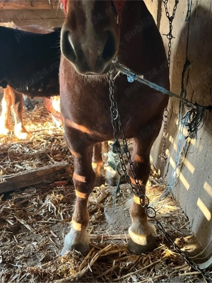 Vand schimb manz - imagine 5