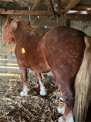 Vand schimb manz - imagine 4