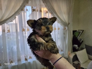 catelus yorksheer terrier mini - imagine 3