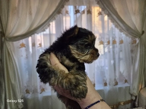 catelus yorksheer terrier mini - imagine 4