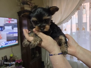 catelus yorksheer terrier mini - imagine 2