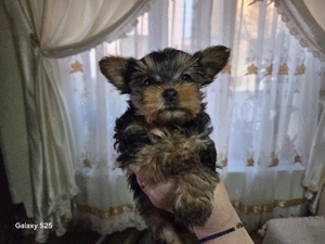 catelus yorksheer terrier mini - imagine 5