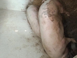 Porci de vânzare  - imagine 3