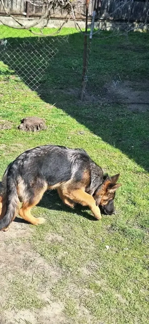 Catelusa Ciobanesc German 