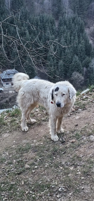 vând  masculciobănesc de Bucovina - imagine 2