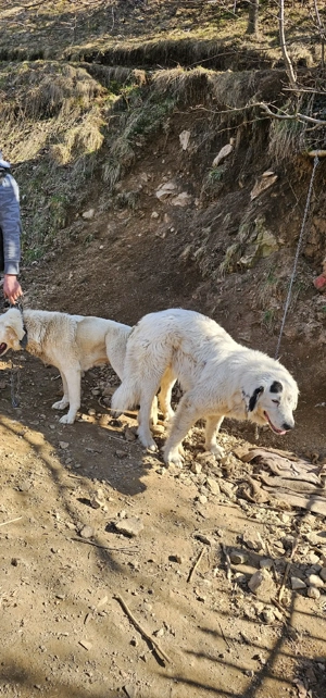 vând  masculciobănesc de Bucovina - imagine 3