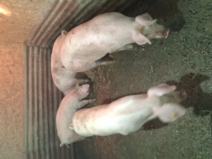 Porci de vanzare - imagine 2