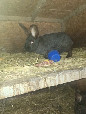 iepuri de vanzare tineri - imagine 4