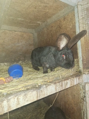 iepuri de vanzare tineri - imagine 5