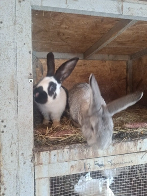 iepuri de vanzare tineri - imagine 2