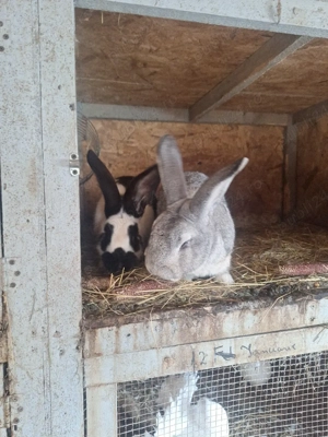 iepuri de vanzare tineri - imagine 3