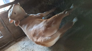 Vitel de 8 saptamani de vanzare - imagine 4