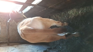 Vitel de 8 saptamani de vanzare - imagine 3