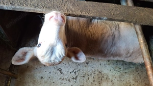 Vitel de 8 saptamani de vanzare - imagine 2